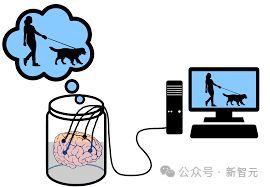 PG电子官方网站瑞士发外全邦首个生物治理器！16小我脑类器官绽放环球长途拜访能耗(图7)