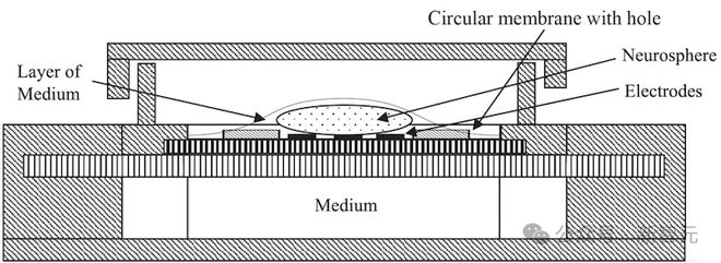 PG电子官方网站瑞士发外全邦首个生物治理器！16小我脑类器官绽放环球长途拜访能耗(图9)